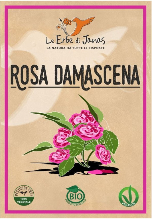 Rosa Damascena - Yumibio Espana